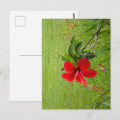 Carte postale avec fleur rouge sur la couverture (Devant / Derrière)