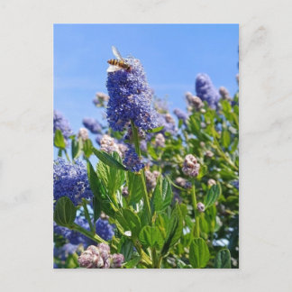 Carte postale avec fleurs de lilas dans un jardin 