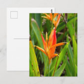 Carte postale avec fleurs orange sur la couverture (Devant / Derrière)