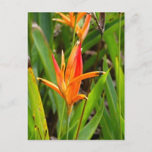 Carte postale avec fleurs orange sur la couverture (Devant)