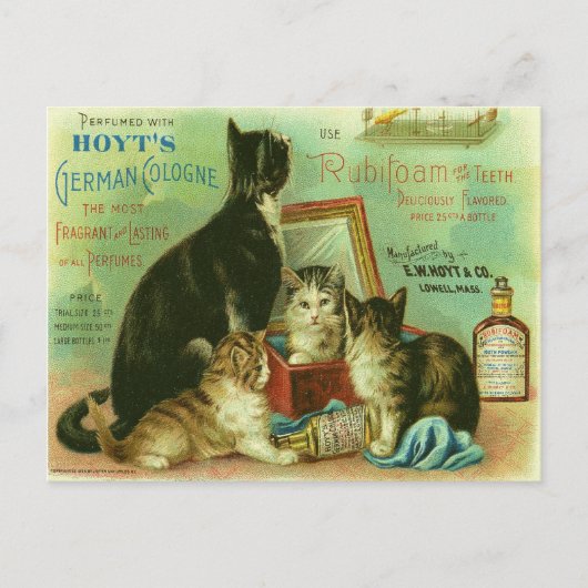 Carte postale avec illustration Vintage de chatons (Devant)