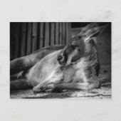 Carte postale avec Kangaroo dormant (Devant)