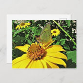 Carte postale avec la belle image d'été (Devant / Derrière)