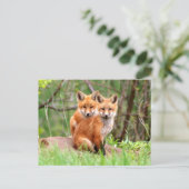 Carte postale avec la photo des kits de renard (Debout devant)