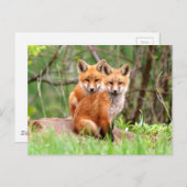 Carte postale avec la photo des kits de renard (Devant / Derrière)