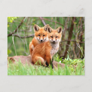 Carte postale avec la photo des kits de renard