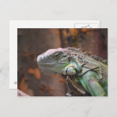 Carte postale avec le lézard coloré d'iguane (Devant / Derrière)