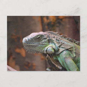 Carte postale avec le lézard coloré d'iguane