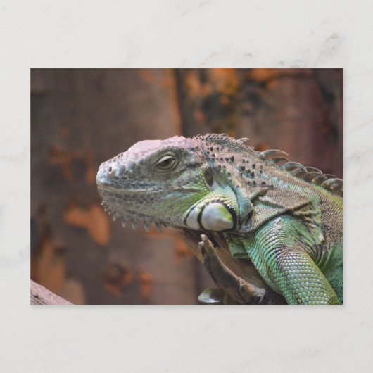 Carte postale avec le lézard coloré d'iguane (Devant)