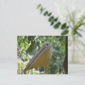 Carte postale avec le pélican de dissimulation (Debout devant)