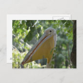 Carte postale avec le pélican de dissimulation (Devant / Derrière)