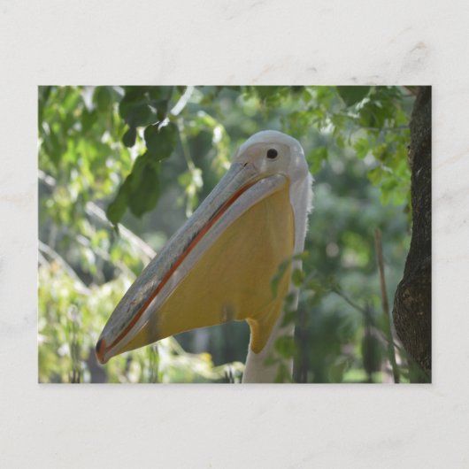 Carte postale avec le pélican de dissimulation (Devant)