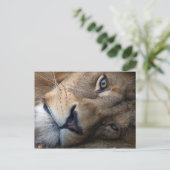 Carte postale avec lion (Debout devant)