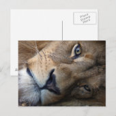 Carte postale avec lion (Devant / Derrière)