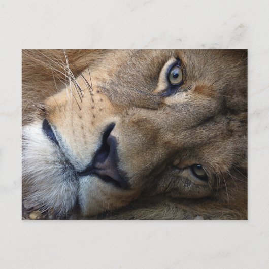 Carte postale avec lion (Devant)