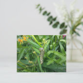 Carte postale avec Monarch Butterfly Caterpillar (Debout devant)