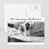 Carte postale avec motif de bull-terrier (Devant / Derrière)
