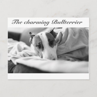 Carte postale avec motif de bull-terrier