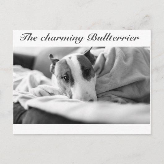 Carte postale avec motif de bull-terrier (Devant)