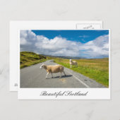 Carte postale avec mouton en Ecosse (Devant / Derrière)