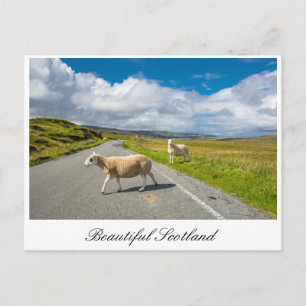 Carte postale avec mouton en Ecosse