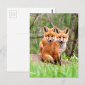 Carte postale avec photo de trousses de renard rou (Devant / Derrière)