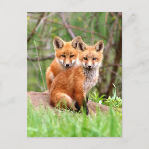 Carte postale avec photo de trousses de renard rou