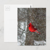 carte postale avec photo du cardinal mâle (Devant / Derrière)