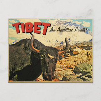 Carte Postale Aventure au Tibet attend Boeuf