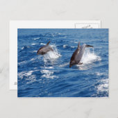 Carte Postale Aventure dauphin (Devant / Derrière)