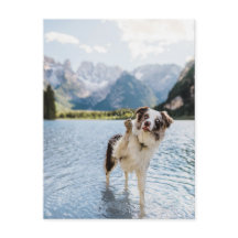 Aventure de lac de Border Collie Montagne Chien Vo