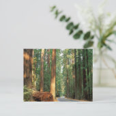 Carte Postale Avenue des Géants, Humboldt, CA (Debout devant)