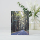 Carte Postale Avenue des géants - Humboldt Redwoods State Park (Debout devant)