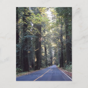 Carte Postale Avenue des géants - Humboldt Redwoods State Park