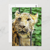 Carte Postale Avez-vous déjà un de ces jours ? (Devant / Derrière)