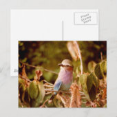 Carte Postale Aviaire (Devant / Derrière)