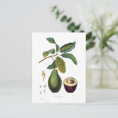 Carte Postale Avocado (Persea americana) (Debout devant)