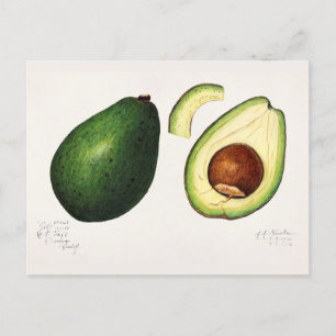 Carte Postale Avocado (Persea) Peinture d'aquarelle aux fruits