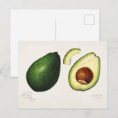 Carte Postale Avocado (Persea) Peinture d'aquarelle aux fruits (Devant / Derrière)