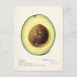 Carte Postale Avocado (Persea) Peinture d'aquarelle aux fruits