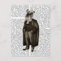 Avocat Schnauzer