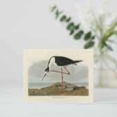 Carte Postale Avocet à pattes longues des oiseaux d'Amérique d'A (Debout devant)