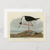 Carte Postale Avocet à pattes longues des oiseaux d'Amérique d'A (Devant / Derrière)