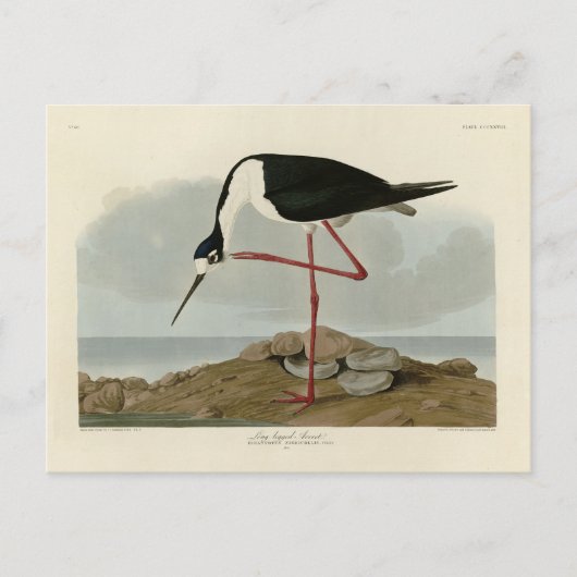 Carte Postale Avocet à pattes longues des oiseaux d'Amérique d'A (Devant)