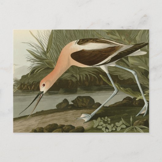 Carte Postale Avocet américain (Devant)