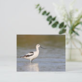 Carte Postale Avocet américain blanc (Debout devant)