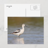 Carte Postale Avocet américain blanc (Devant / Derrière)