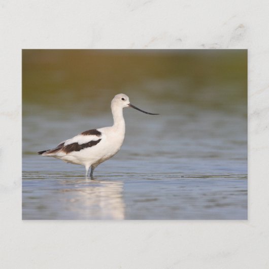 Carte Postale Avocet américain blanc (Devant)