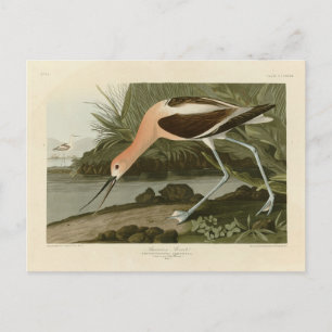 Carte Postale Avocet américain d'Audubon's Birds of America