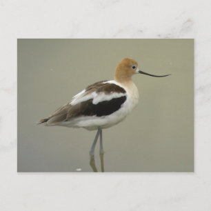 Carte postale Avocet américaine